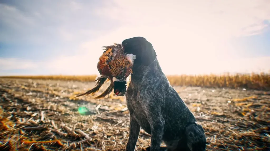 Dog with Pheasant
