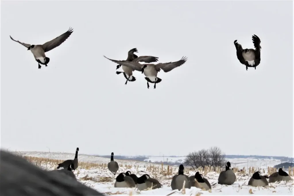 Goose incoming