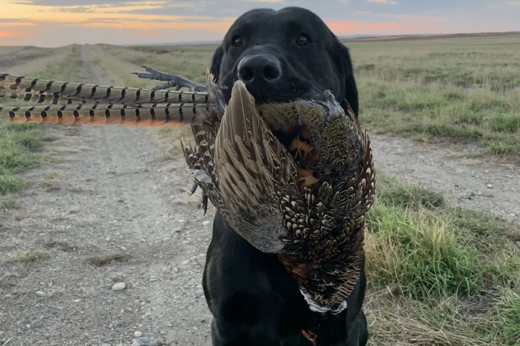 South Dakota Pheasant Hunting Season