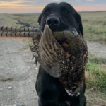 South Dakota Pheasant Hunting Season