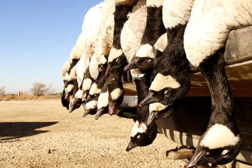 goose